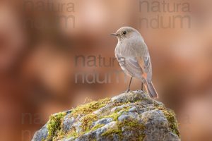 Photos of Black Redstart (Phoenicurus ochruros)