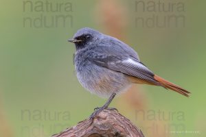 Foto di Codirosso spazzacamino (Phoenicurus ochruros)