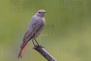 Photos of Black Redstart (Phoenicurus ochruros)