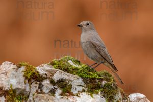 Foto di Codirosso spazzacamino (Phoenicurus ochruros)