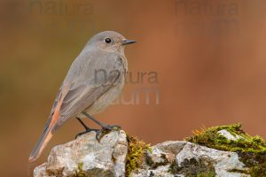 Photos of Black Redstart (Phoenicurus ochruros)