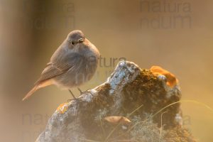 Foto di Codirosso spazzacamino (Phoenicurus ochruros)