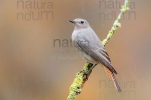 Foto di Codirosso spazzacamino (Phoenicurus ochruros)