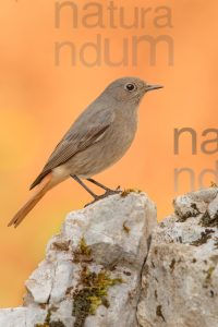 Photos of Black Redstart (Phoenicurus ochruros)