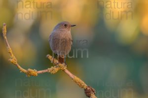 Photos of Black Redstart (Phoenicurus ochruros)