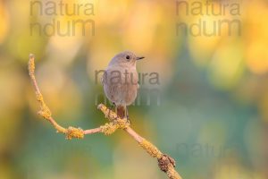 Photos of Black Redstart (Phoenicurus ochruros)