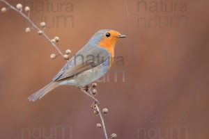 Foto di Pettirosso (Erithacus rubecola)