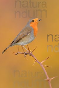 Photos of European Robin (Erithacus rubecola)