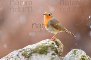 Foto di Pettirosso (Erithacus rubecola)