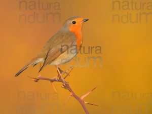 Foto di Pettirosso (Erithacus rubecola)