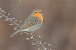 Foto di Pettirosso (Erithacus rubecola)