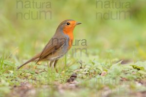 Photos of European Robin (Erithacus rubecola)