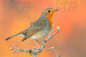 Photos of European Robin (Erithacus rubecola)