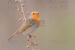 Foto di Pettirosso (Erithacus rubecola)