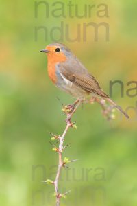 Foto di Pettirosso (Erithacus rubecola)