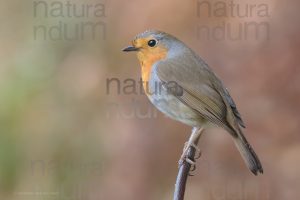 Foto di Pettirosso (Erithacus rubecola)