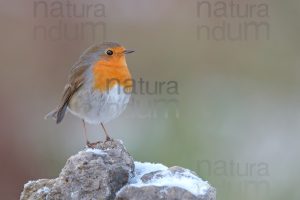 Foto di Pettirosso (Erithacus rubecola)