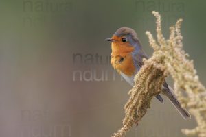 Foto di Pettirosso (Erithacus rubecola)