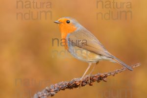 Foto di Pettirosso (Erithacus rubecola)