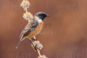 Foto di Saltimpalo (Saxicola rubicola)