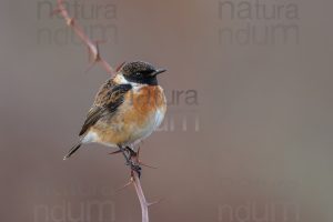 Photos of European Stonechat (Saxicola rubicola)