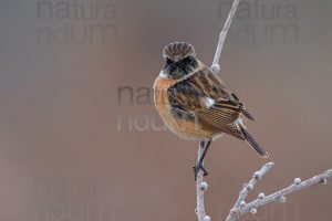 Foto di Saltimpalo (Saxicola rubicola)