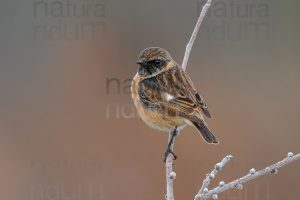 Foto di Saltimpalo (Saxicola rubicola)