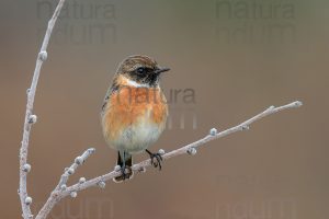 Foto di Saltimpalo (Saxicola rubicola)