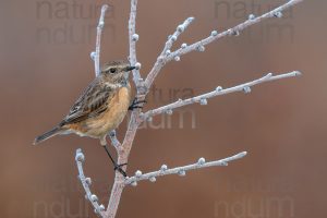 Photos of European Stonechat (Saxicola rubicola)