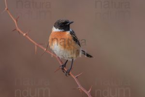 Foto di Saltimpalo (Saxicola rubicola)