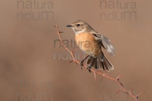 Foto di Saltimpalo (Saxicola rubicola)