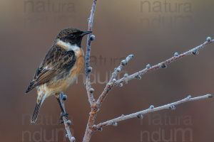 Foto di Saltimpalo (Saxicola rubicola)