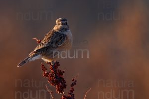 Foto di Saltimpalo (Saxicola rubicola)