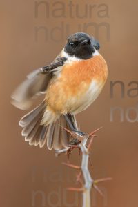 Foto di Saltimpalo (Saxicola rubicola)