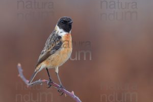 Foto di Saltimpalo (Saxicola rubicola)