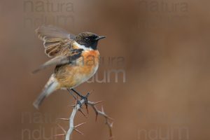 Photos of European Stonechat (Saxicola rubicola)