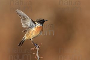 Foto di Saltimpalo (Saxicola rubicola)