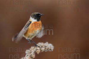 Foto di Saltimpalo (Saxicola rubicola)