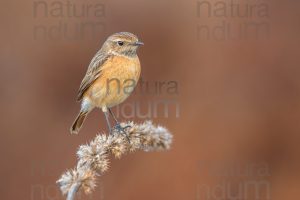 Foto di Saltimpalo (Saxicola rubicola)