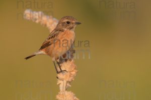 Foto di Saltimpalo (Saxicola rubicola)