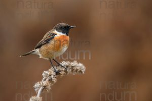 Foto di Saltimpalo (Saxicola rubicola)