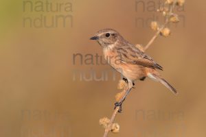 Foto di Saltimpalo (Saxicola rubicola)