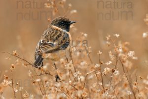 Foto di Saltimpalo (Saxicola rubicola)