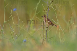 Foto di Saltimpalo (Saxicola rubicola)