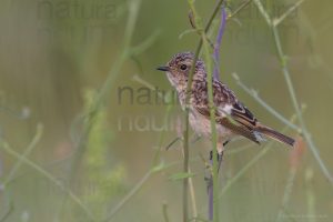 Foto di Saltimpalo (Saxicola rubicola)