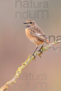 Foto di Saltimpalo (Saxicola rubicola)