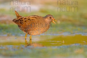 Photos of Spotted Crake (Porzana porzana)