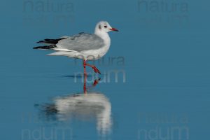 Foto di Gabbiano comune (Chroicocephalus ridibundus)