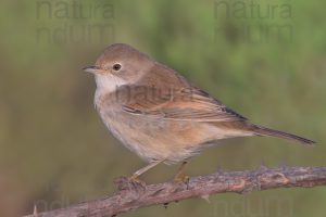 Foto di Sterpazzola (Sylvia communis)