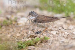 Foto di Sterpazzola (Sylvia communis)